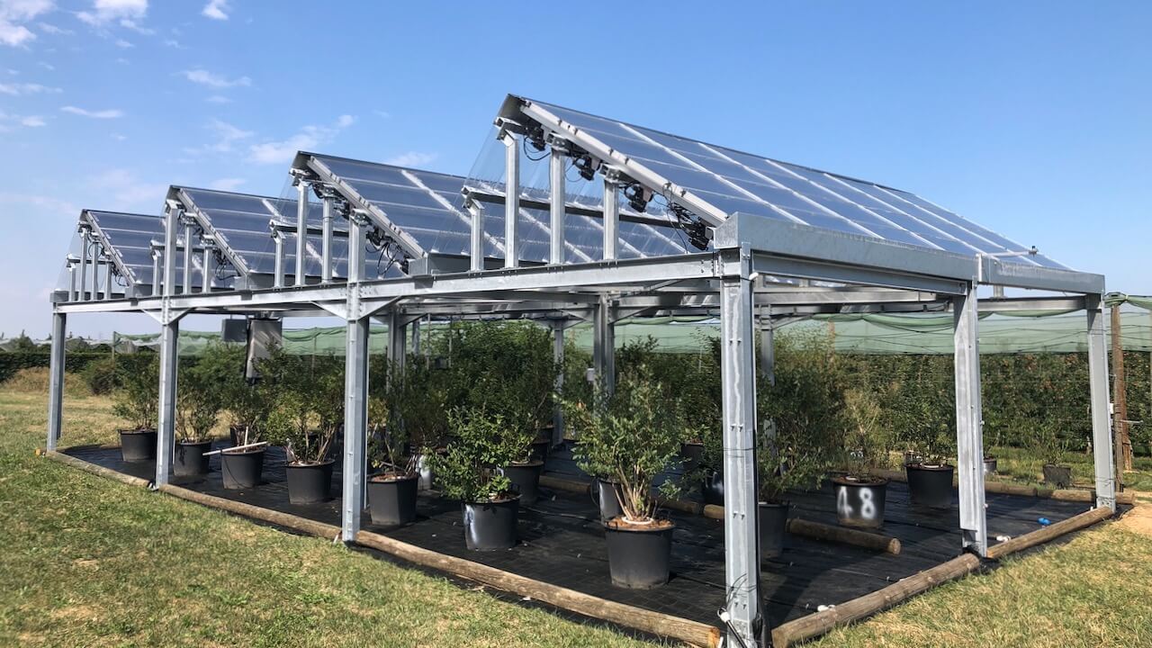 agrivoltaic installation in italy with blueberries - solar panels replace plastic tunnels