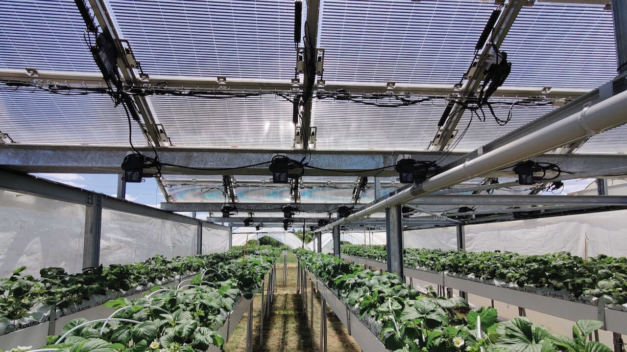 agrivoltaic installation over strawberries in France-