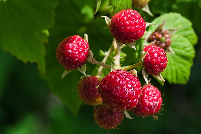 Rasberries