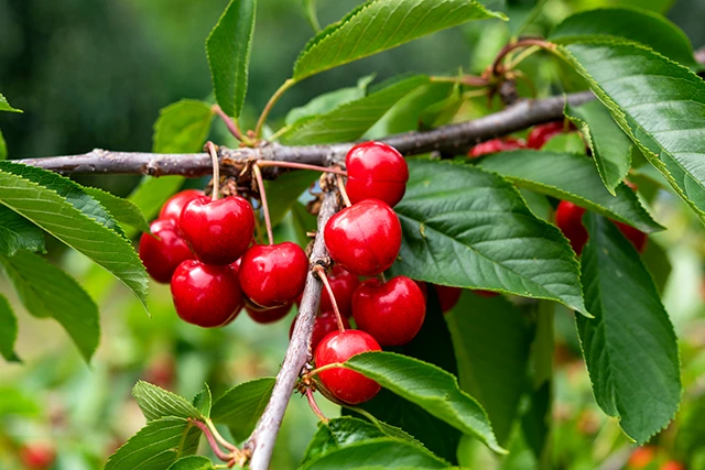 Cherries