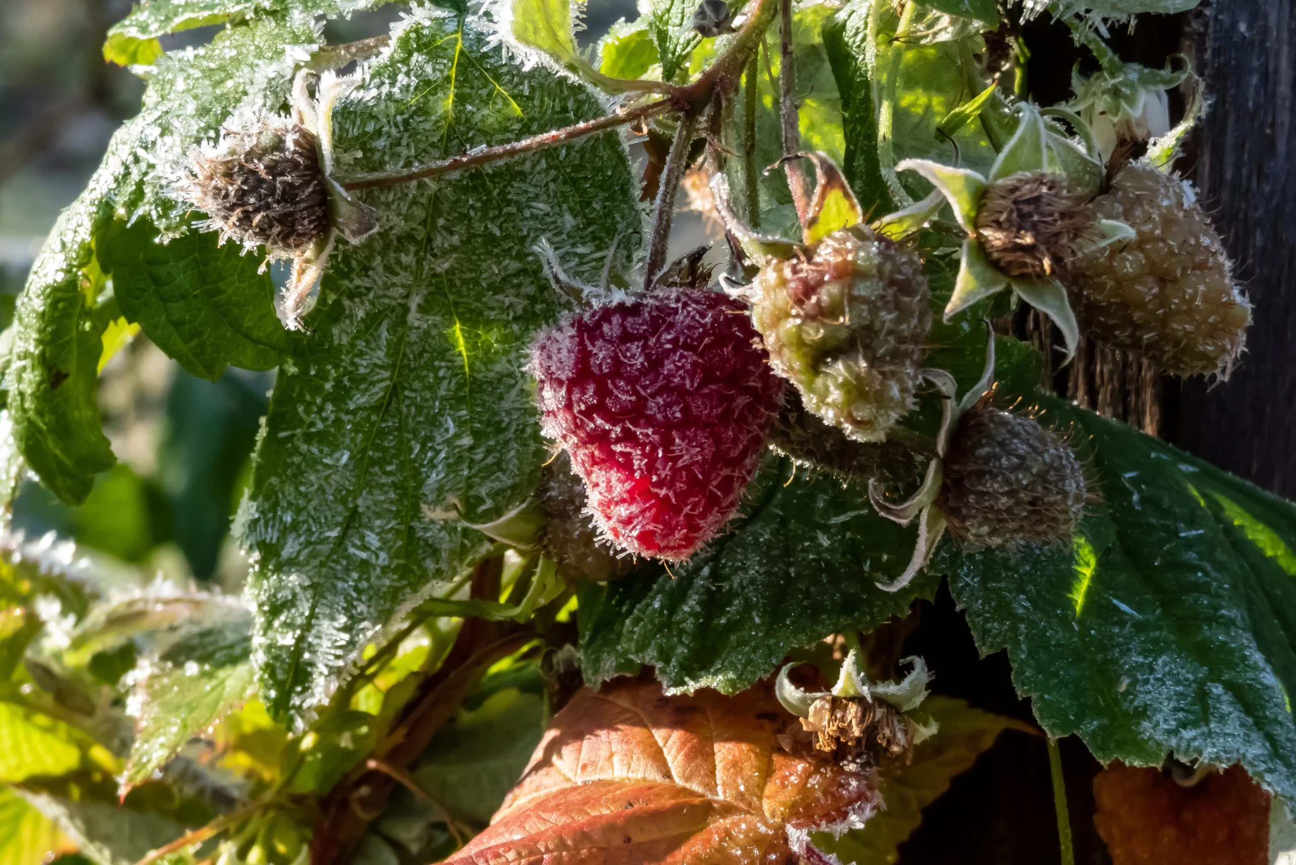 Raspberries