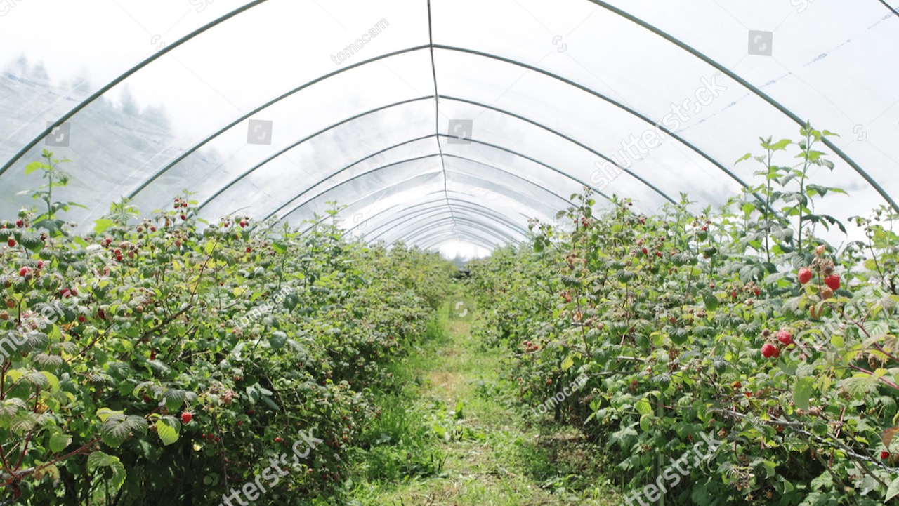 plastic tunnel berry production