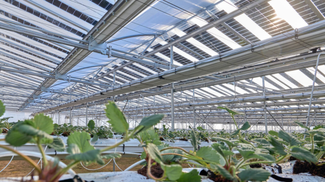 Installation agrivoltaïque avec des fraises à énergie positive