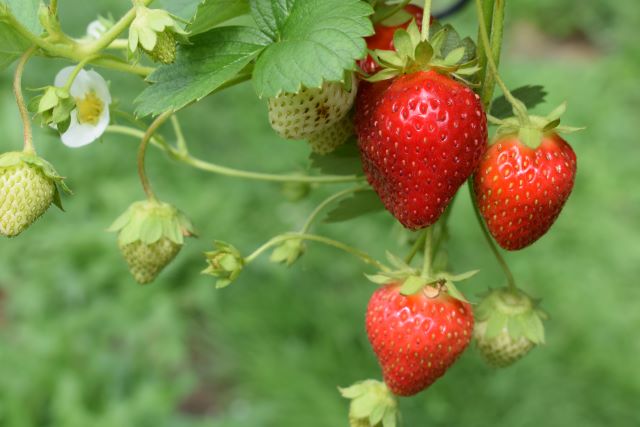 Beeren und Kiwi