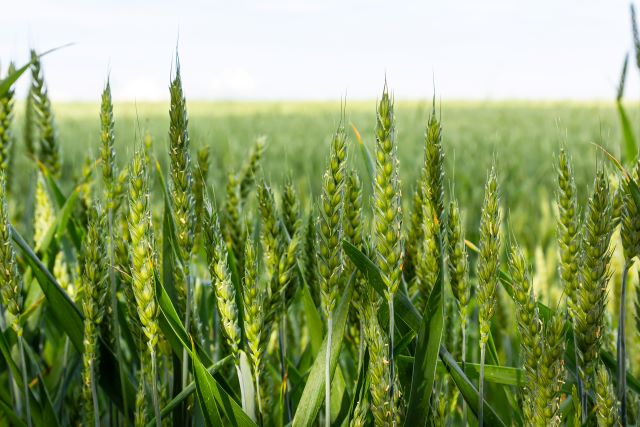 Grandes Cultures agrivoltaïsme