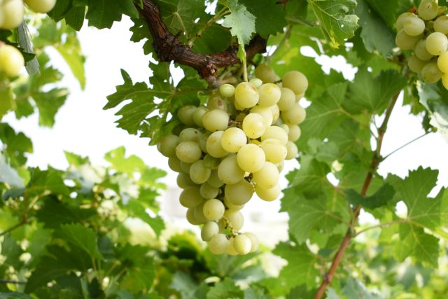 Grapes Target crops