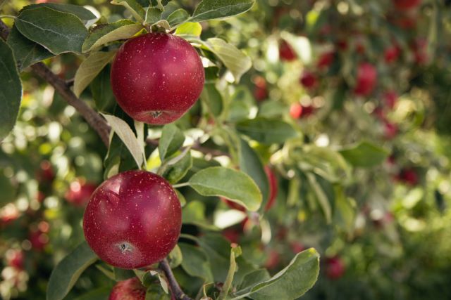 Obstbau Agri-Photovoltaik