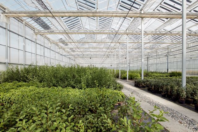 Plant Nurseries agrivoltaics