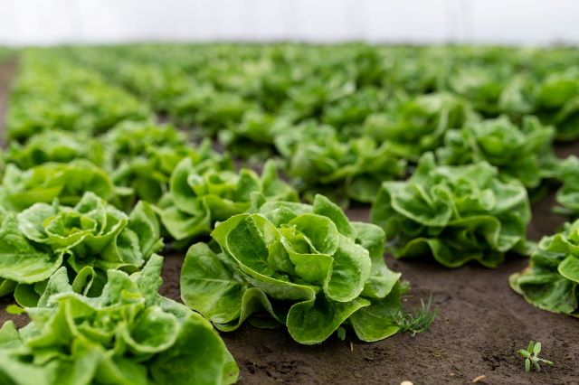 Gemüsebau Agri-Photovoltaik