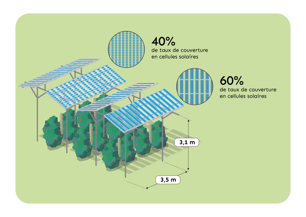 Illustration Agri-PV