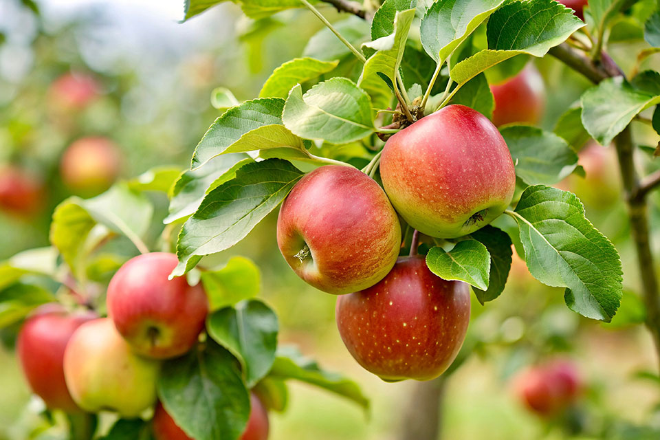 apples