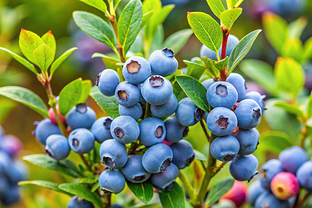 Berries