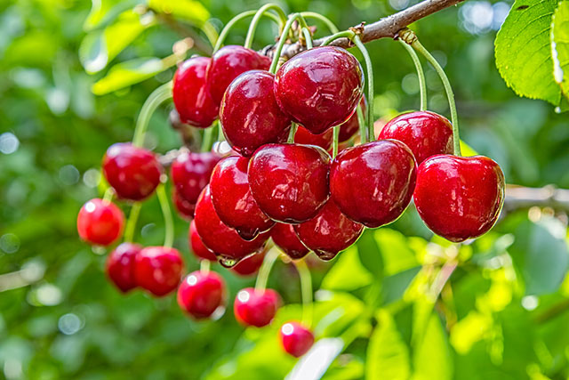 cherries