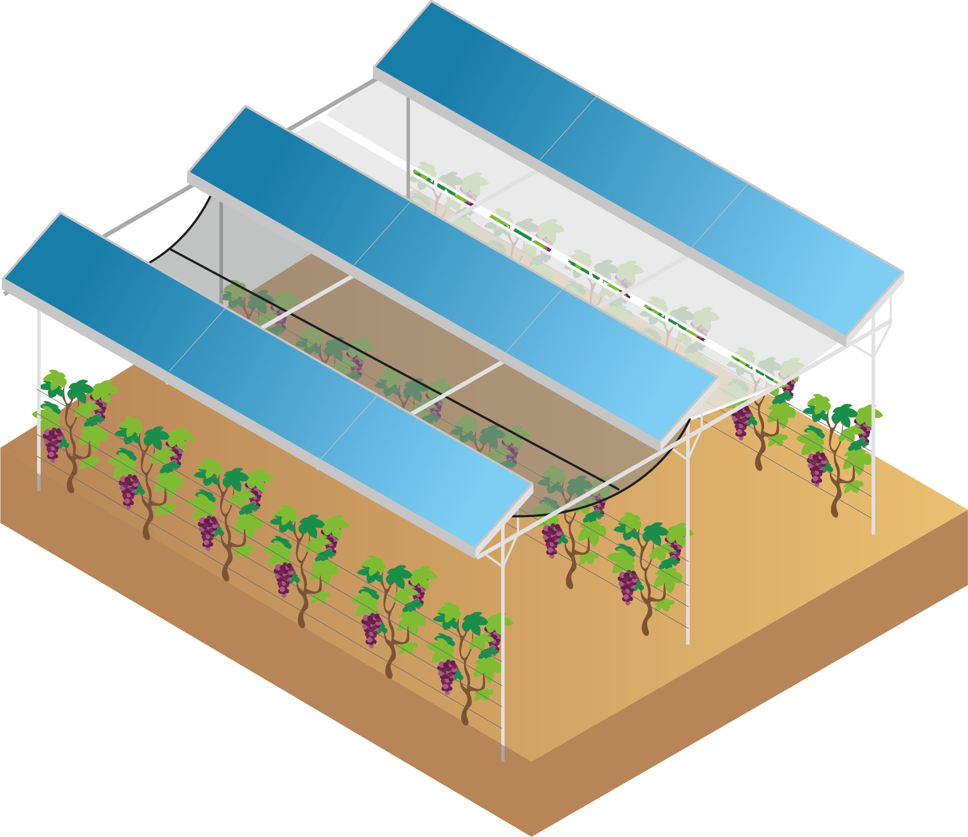 Solution for Grapevines & Berries