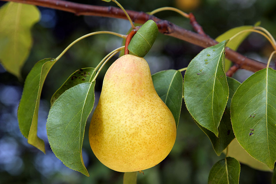 Pear