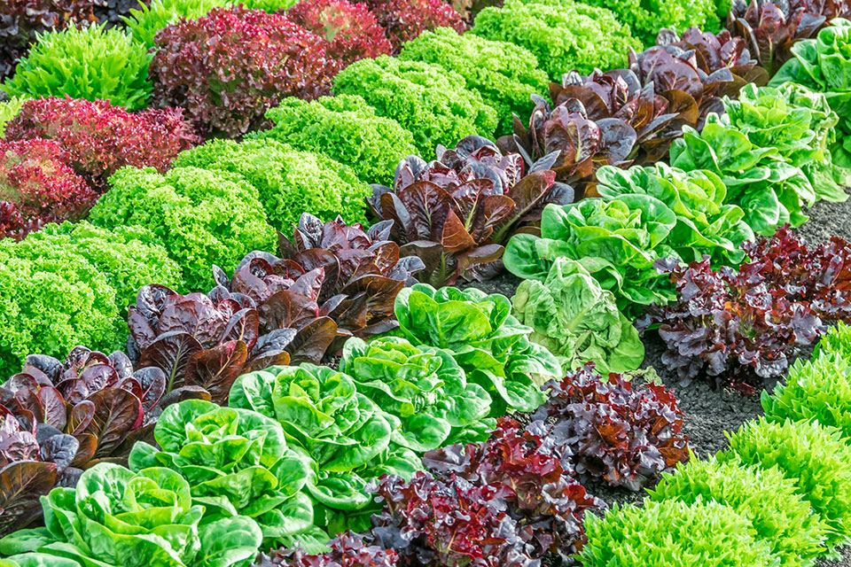 salads