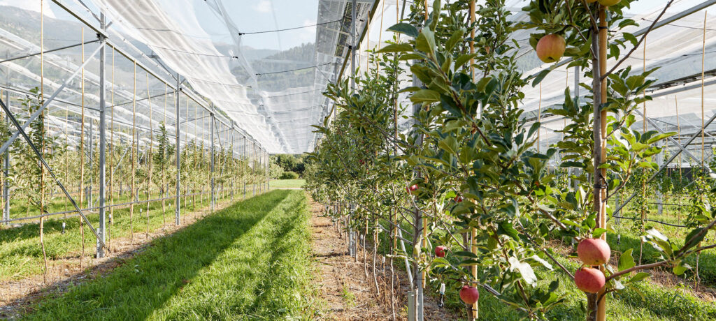 Agri-PV installation over orchards with hailnets for protection