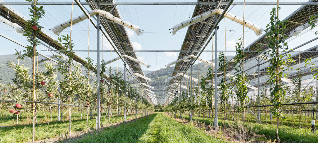 Installazione AgriPV sopra frutteti con coperture antipioggia per la protezione Insolight
