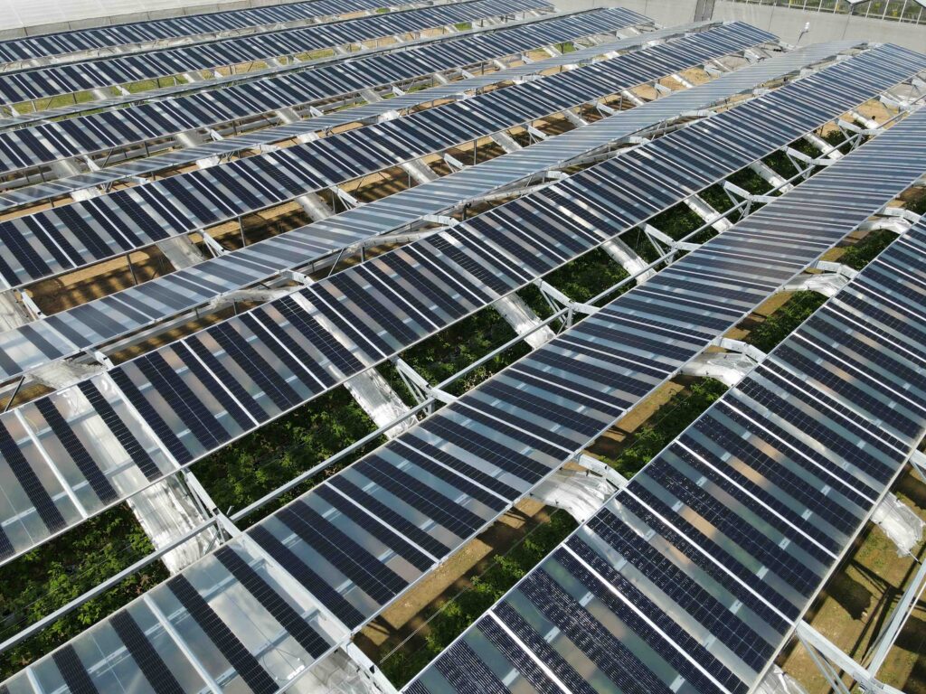 Rangs de panneaux photovoltaïques semi-transparents installés au-dessus de parcelles agricoles