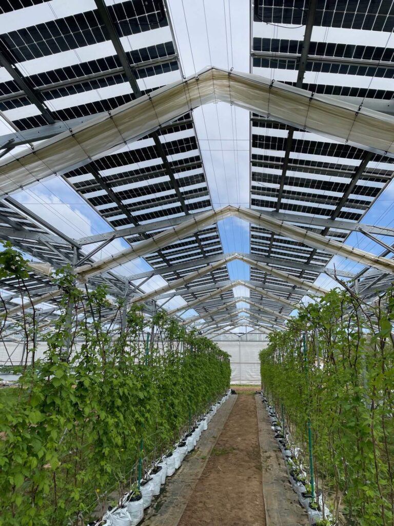 Structure agrivoltaïque avec panneaux solaires semi-transparents installés au-dessus des cultures